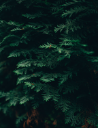 GRND FUEL | 2-in-1 Hair and Body Wash