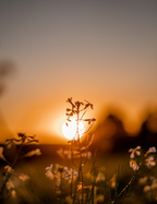 GRND SHIELD | Sunscreen (SPF 30)