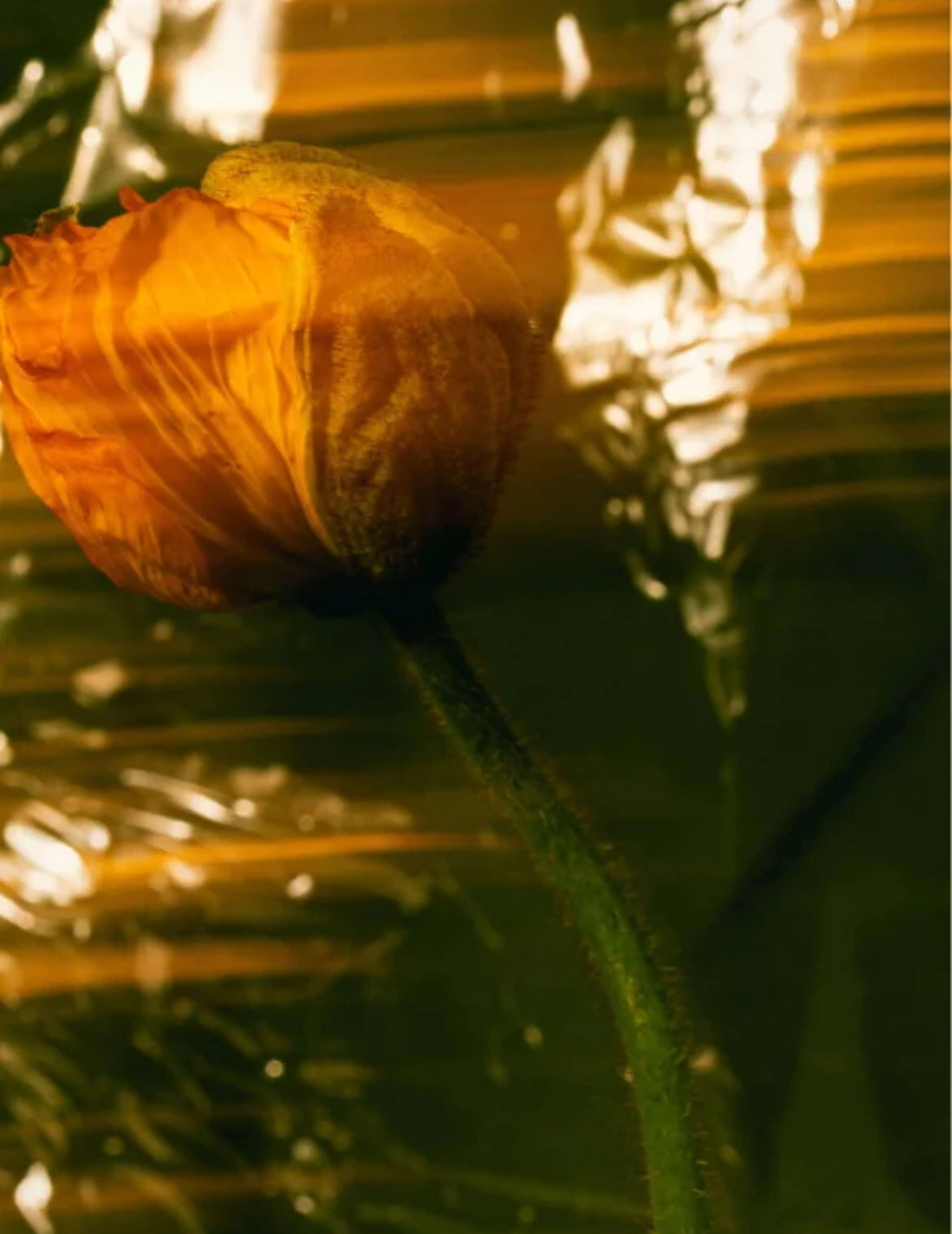 GRND COVER | Sun Protection SPF50 Stick